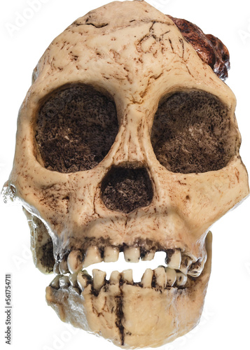 Quadro su tela Australopithecus africanus Skull