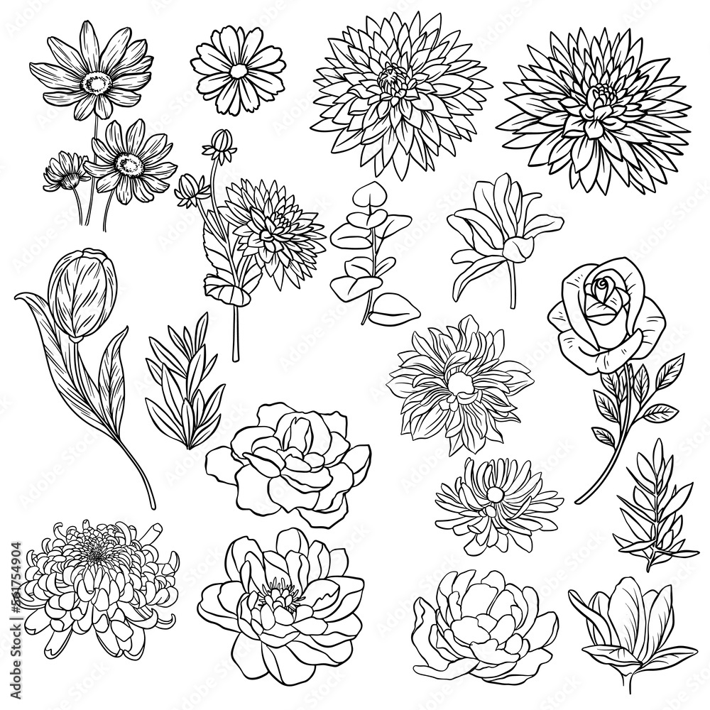 Roses, peony, dahlias, daisies - a set of sketch hand drawn vector outline illustrations of blooming flowers
