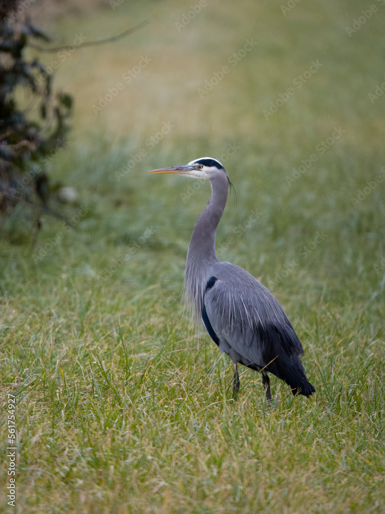 Fototapeta premium Great-blue heron, Ardea herodias