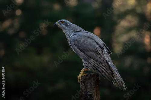 Beautiful adult of Northern Goshawk (Accipiter gentilis) on a branch with a prey in the forest of Noord Brabant in the Netherlands. 