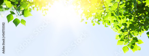 Tree branch with leaves in front of blue sunny sky