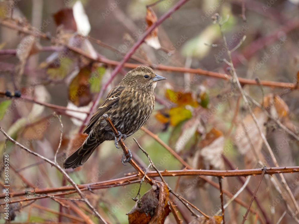 Red-winged blackbird, Agelaius phoeniceus Red-winged blackbird, Agelaius phoeniceus