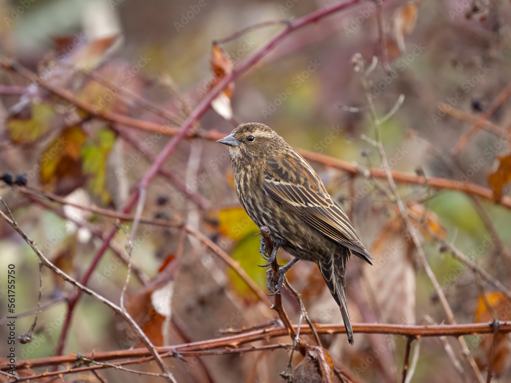 Red-winged blackbird, Agelaius phoeniceus