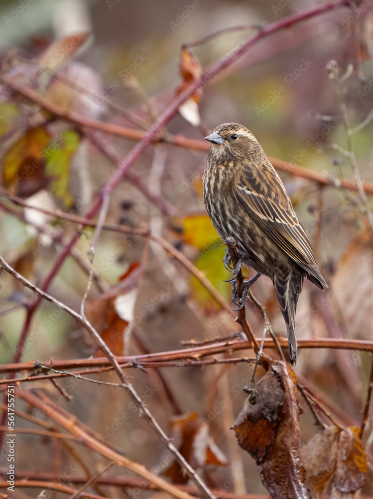 Red-winged blackbird, Agelaius phoeniceus Red-winged blackbird, Agelaius phoeniceus