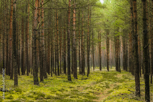 Fantasy green road to magic sunny fairy tale forest.