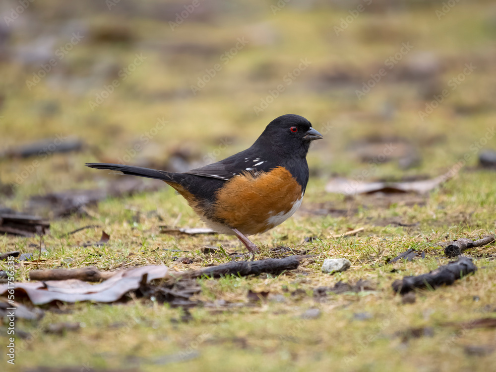 Fototapeta premium Spotted towhee, Pipilo maculatus