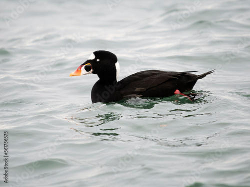 Surf scoter, Melanitta perspicillata photo