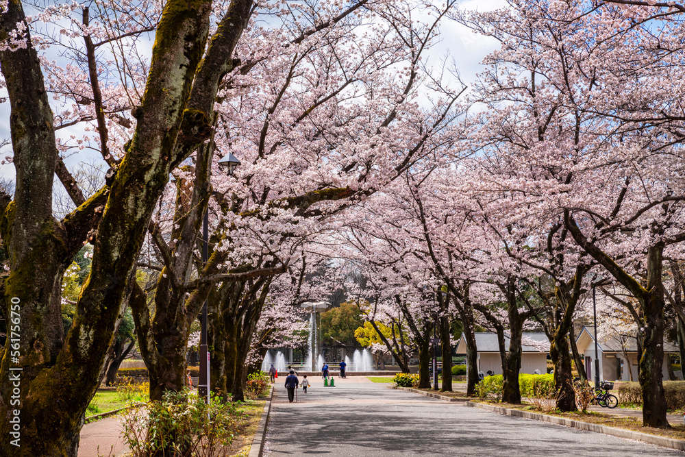 桜咲く府中の森公園「花のプロムナード」の風景