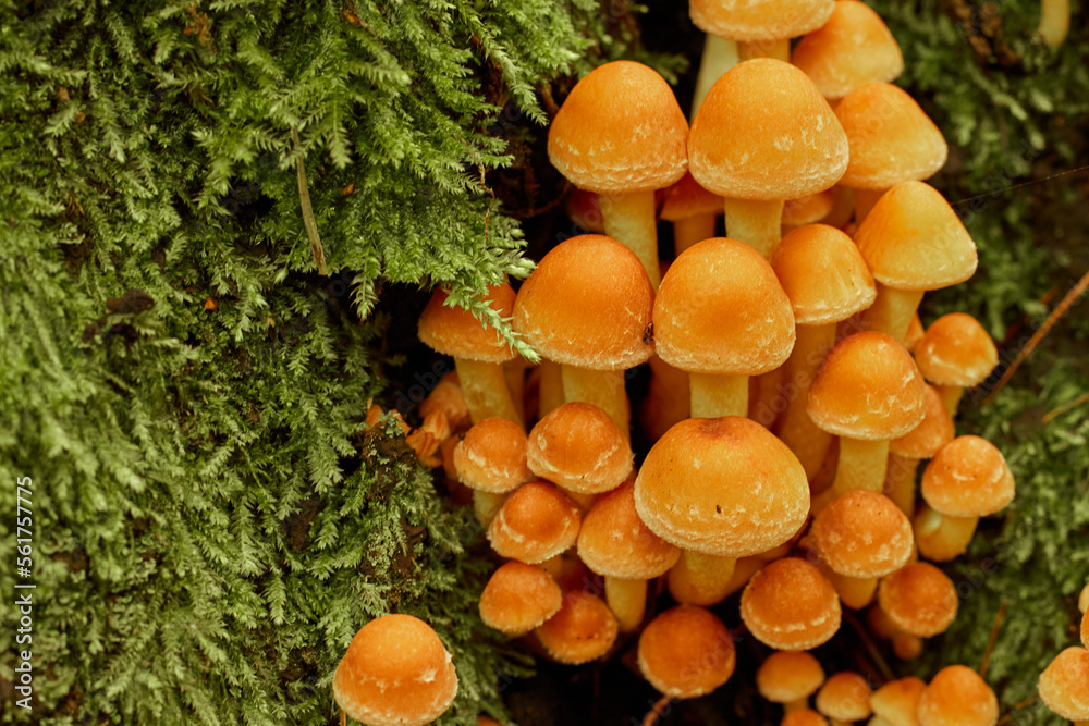 small mushrooms in the middle of the forest small mushrooms in the middle of the forest
