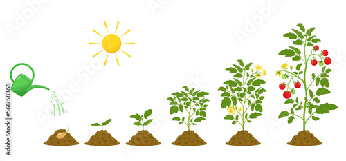 Stages of growth of tomatoes. Irrigation and conditions for plant germination in agriculture. Botanical infographic.