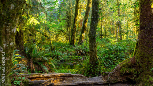 Hike along the Spruce Nature Trail through the Hoh Rain Forest in Washington State s Olympic National Park