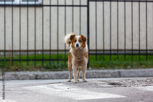 Standing street dog middle size looking at the camera