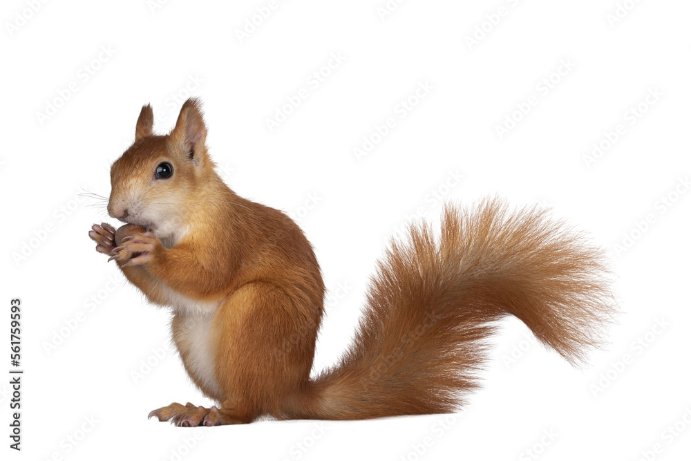 Red Japanese Lis squirrel, sitting side ways, holding a hazel nut in front paws and eating from it. Tail up. Isolated on white background. - obrazy, fototapety, plakaty 