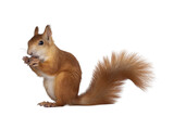 Red Japanese Lis squirrel, sitting side ways, holding a hazel nut in front paws and eating from it. Tail up. Isolated on white background.