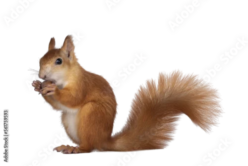 Fototapeta na wymiar Red Japanese Lis squirrel, sitting side ways, holding a hazel nut in front paws and eating from it. Tail up. Isolated on white background.