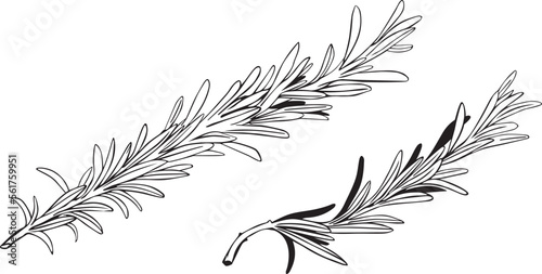 Set of Rosemary sprigs on a white background. Vector illustration. Hand drawn botanical spices for cooking of provencal herbs. For design, booklets, restaurant menus.
