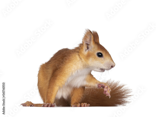 Red Japanese Lis squirrel, sitting side way. Ready to run to the side. Isolated on white background.