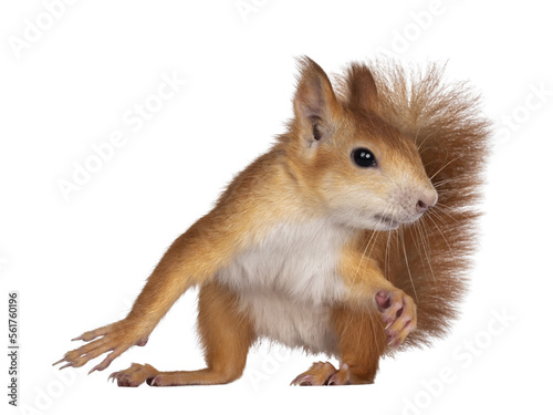 Japanese Lis squirrel on transparent background