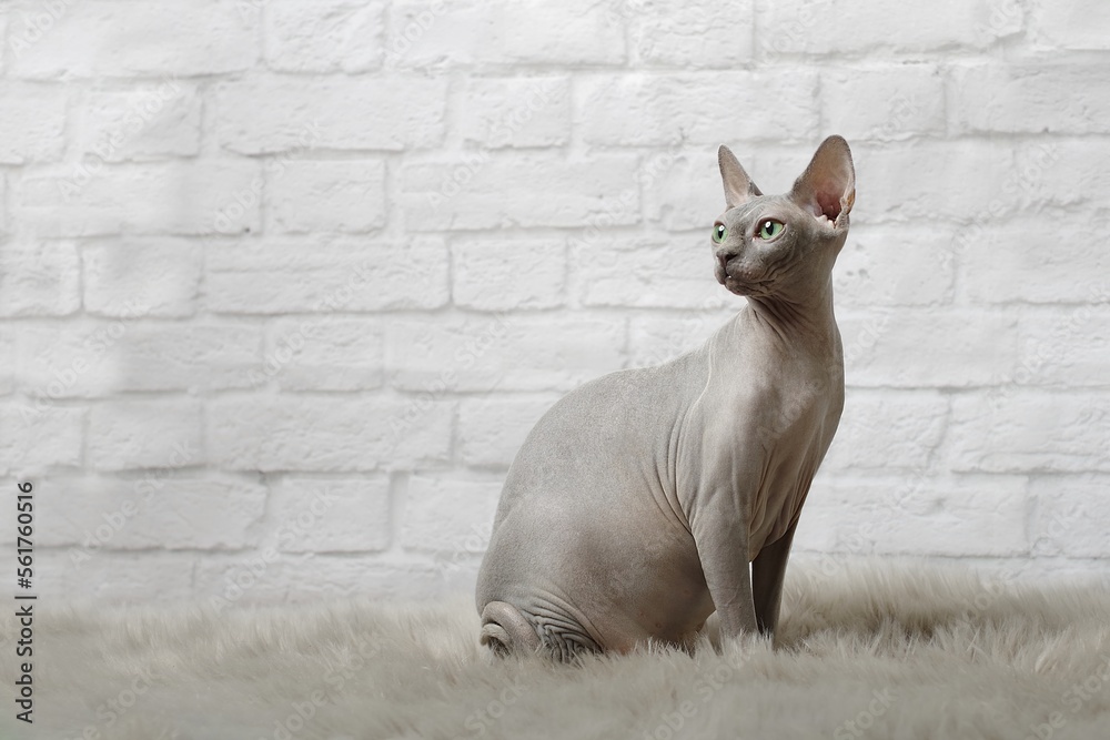 Sphynx Hairless Cat sitting on a fur blanket and looking away. Horizontal image with copy space. 