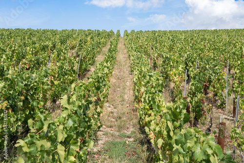 Champagne vineyards, France