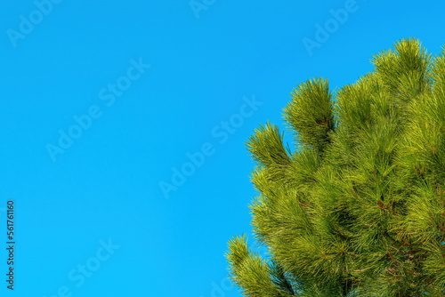 Conifer tree against blue sky in summer