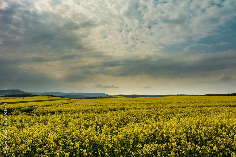 Summer Landscape with Rape Field on the Background of Beautiful. Deutchland.