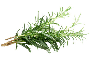 Rosemary (Rosmarinus officinalis) bundle isolated png