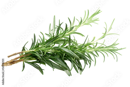 Canvastavla Rosemary (Rosmarinus officinalis) bundle isolated png