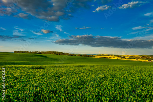 Green fields of young wheat on a spring