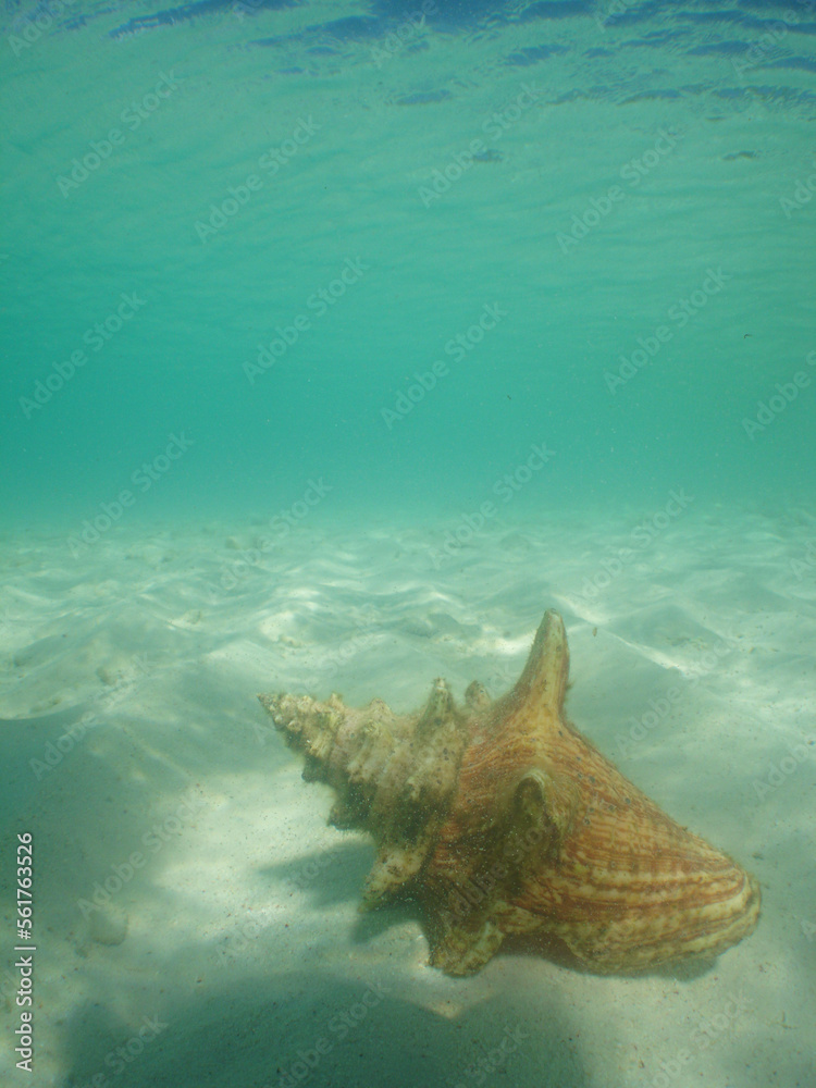 sea shell under the waters of the caribbean sea sea shell under the waters of the caribbean sea