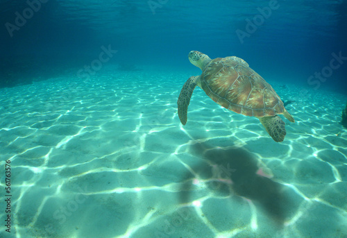 
sea ​​turtles in their environment in the crystal clear waters of the caribbean sea