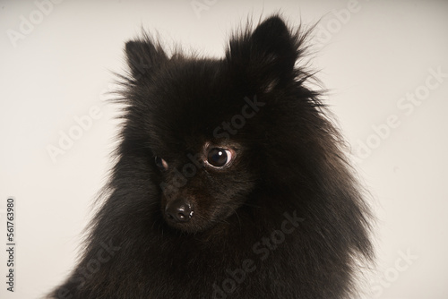 Retrato close-up pomerania negro