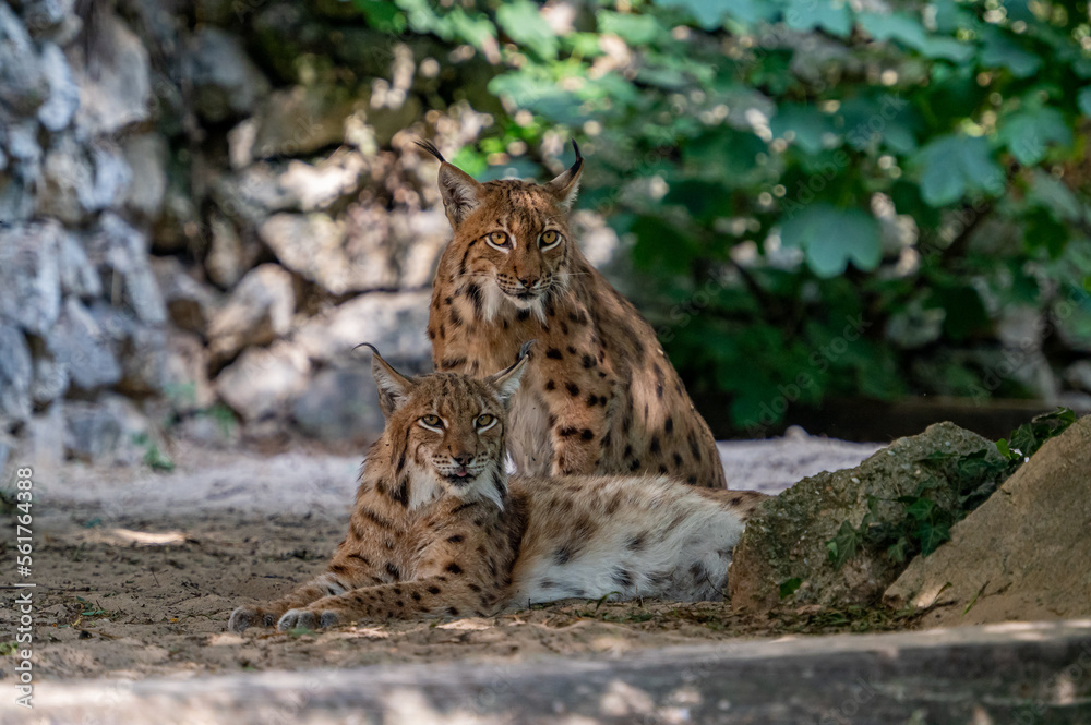 Couple of Eurasian lynx (Lynx lynx) in the Carpathian forest, Slovakia.
