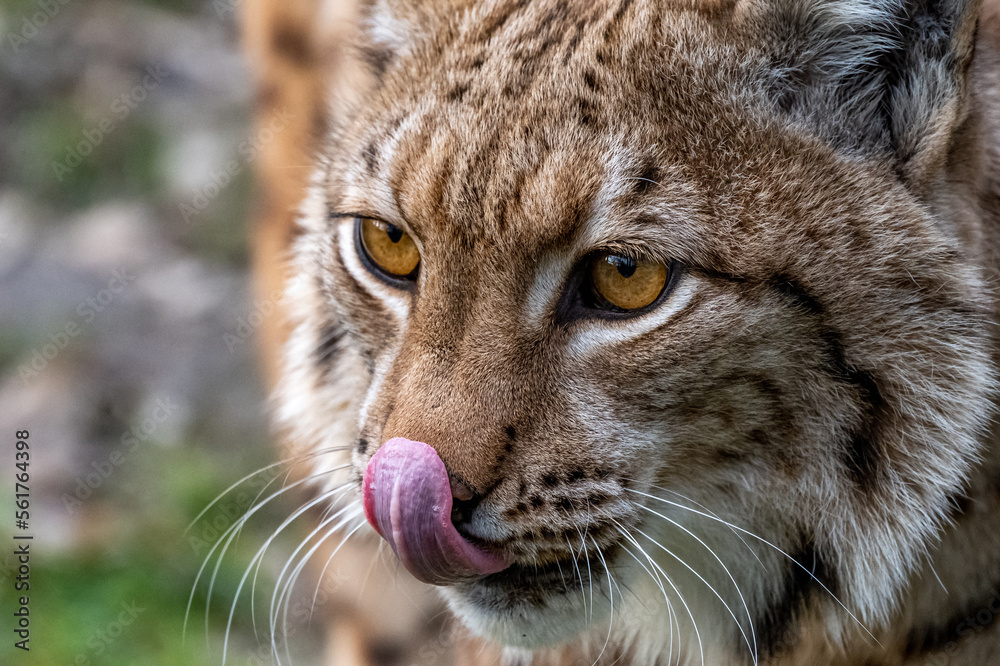 Obraz premium Portrait of beautiful Eurasian lynx (Lynx lynx) in the forest of the Carpathian mountains, Slovakia