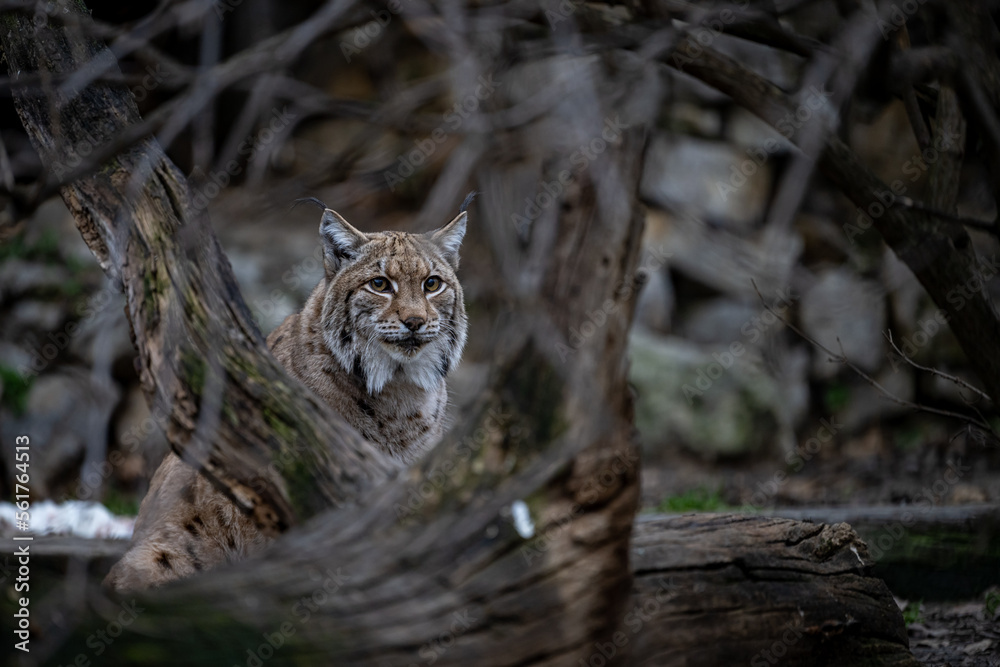 Portrait of of the beautiful forest spirit of the Carpathian forest. Eurasian lynx (Lynx lynx), Carpathian mountains, Slovakia.