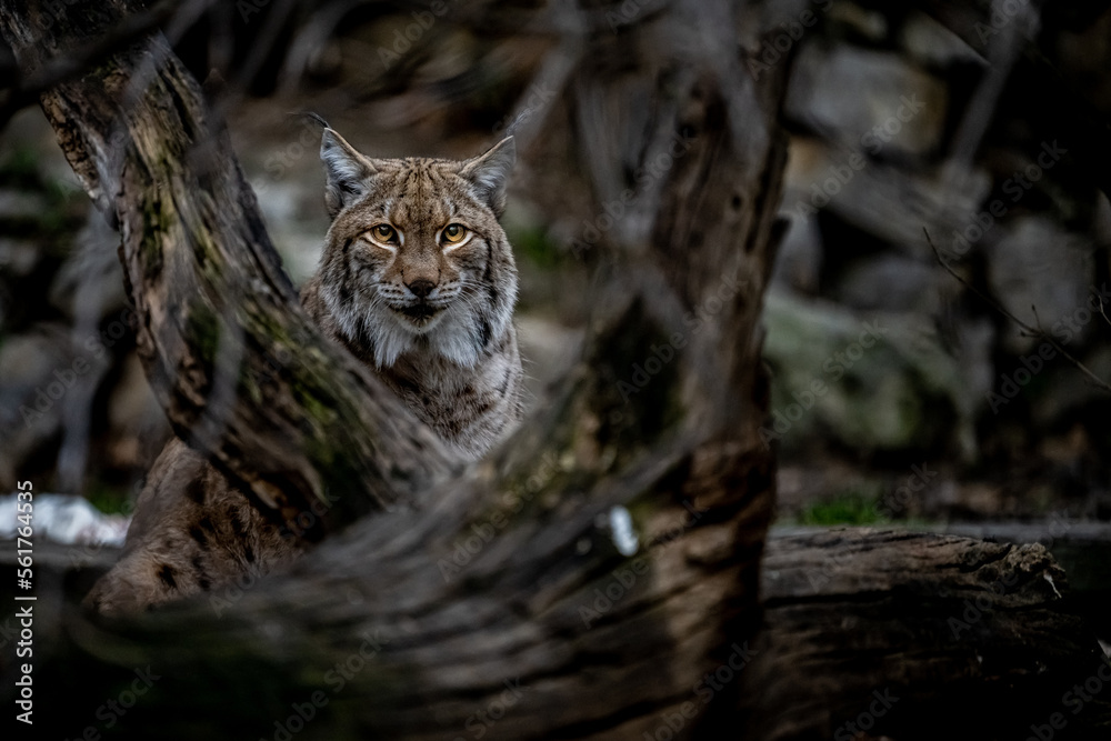 Portrait of of the beautiful forest spirit of the Carpathian forest. Eurasian lynx (Lynx lynx), Carpathian mountains, Slovakia.