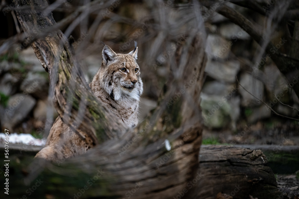 Portrait of of the beautiful forest spirit of the Carpathian forest. Eurasian lynx (Lynx lynx), Carpathian mountains, Slovakia.