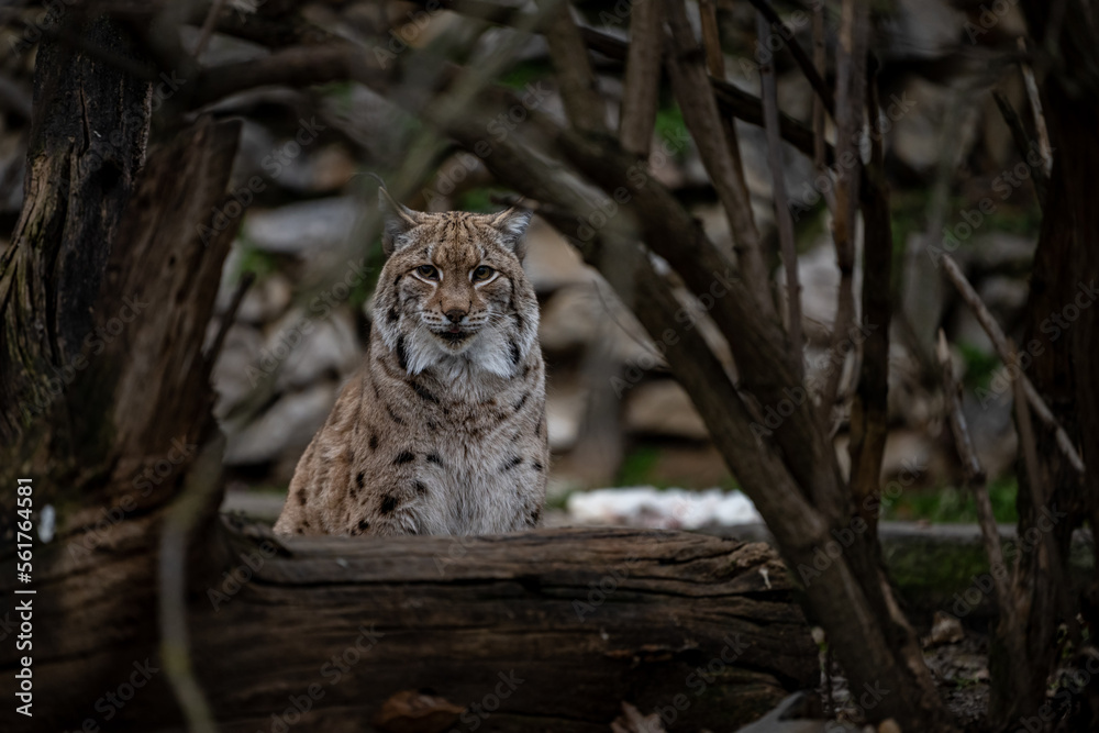 Portrait of of the beautiful forest spirit of the Carpathian forest. Eurasian lynx (Lynx lynx), Carpathian mountains, Slovakia.