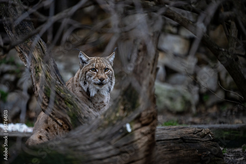 Obraz na płótnie Portrait of of the beautiful forest spirit of the Carpathian forest. Eurasian lynx (Lynx lynx), Carpathian mountains, Slovakia. w salonie