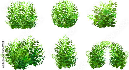 Ornamental green plant in the form of a hedge.Realistic garden shrub, seasonal bush, boxwood, tree crown bush foliage.For decorate of a park, a garden or a green fence.