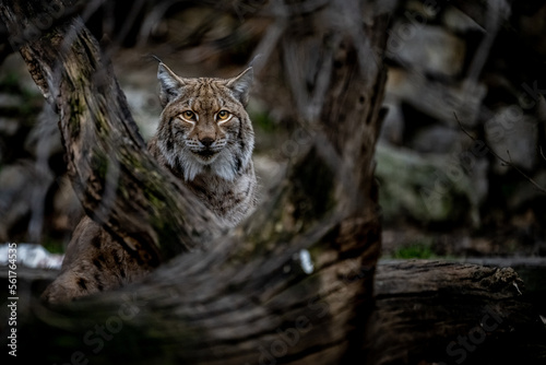 Obraz na płótnie Portrait of of the beautiful forest spirit of the Carpathian forest. Eurasian lynx (Lynx lynx), Carpathian mountains, Slovakia. w salonie
