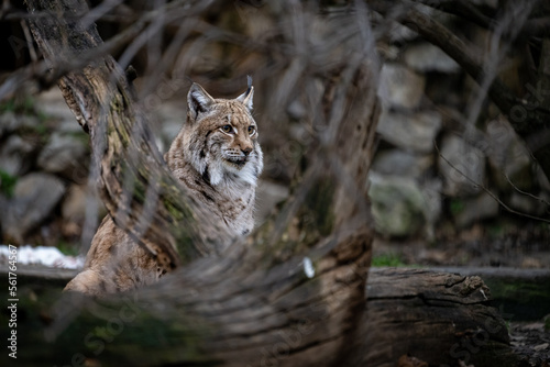 Portrait of of the beautiful forest spirit of the Carpathian forest. Eurasian lynx (Lynx lynx), Carpathian mountains, Slovakia.