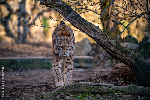 Obraz na płótnie Endangered Eurasian lynx (Lynx lynx) walking in the forest in evening light, Carpathian mountains, Slovakia. w salonie
