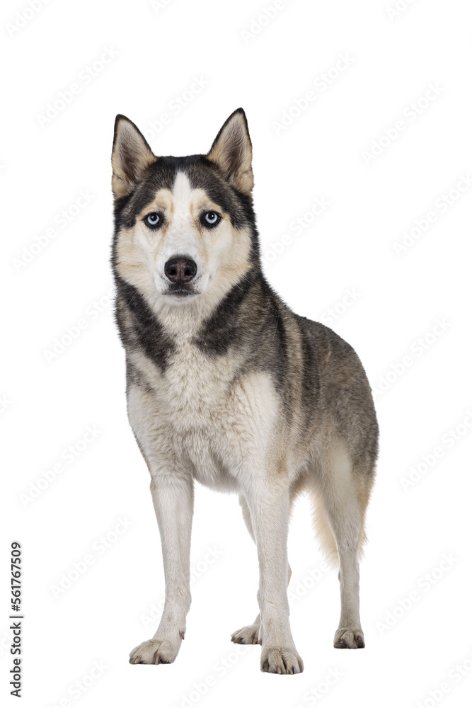 Beautiful young adult Husky dog, standing facing front. Looking towards camera with light blue eyes. Mouth closed. Isolated cutout on transparent background.