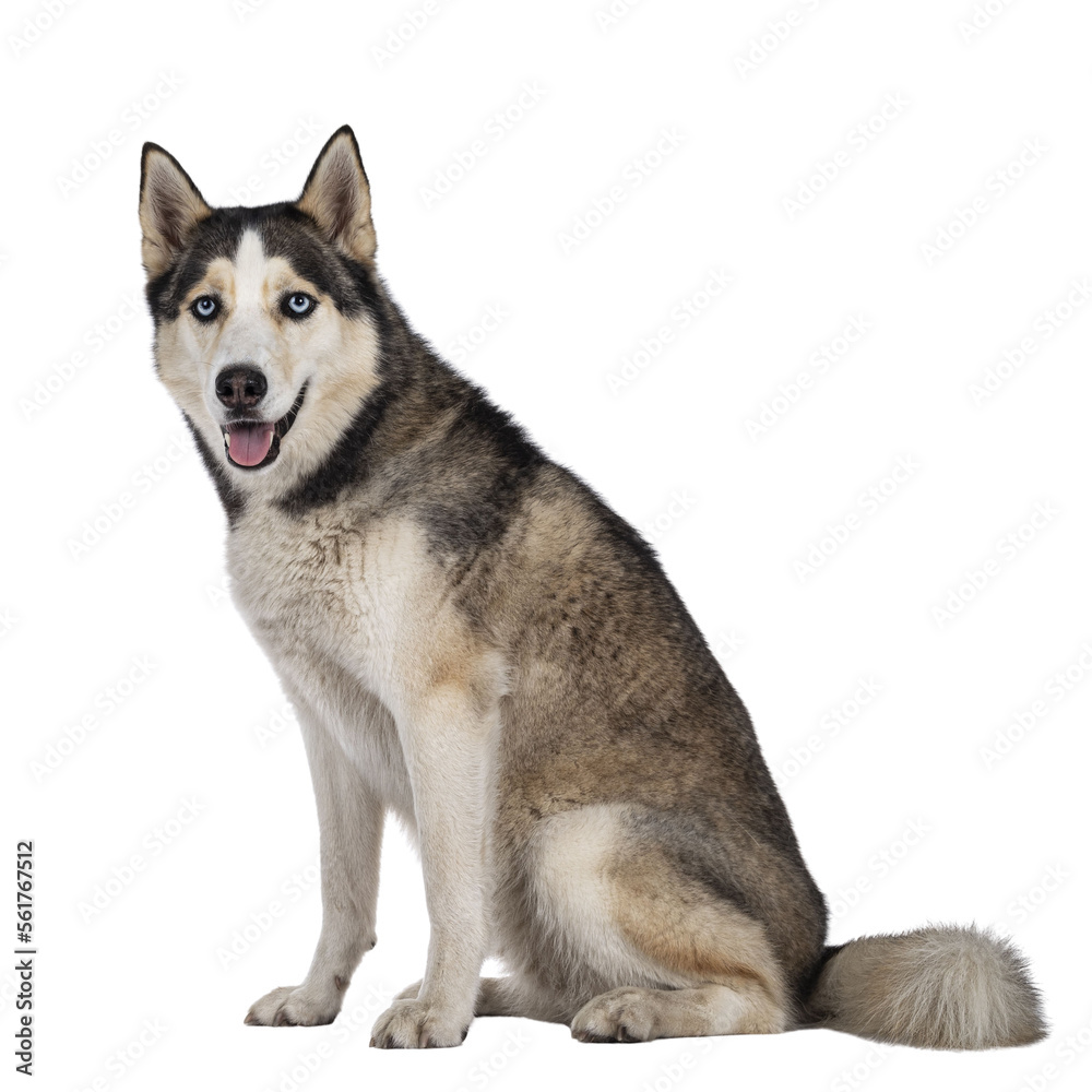 Beautiful young adult Husky dog, sitting side ways. Looking towards camera with light blue eyes. Mouth open. Isolated cutout on transparent background.