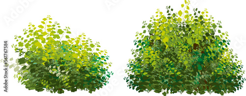 Ornamental green plant in the form of a hedge.Realistic garden shrub, seasonal bush, boxwood, tree crown bush foliage.For decorate of a park, a garden or a green fence.