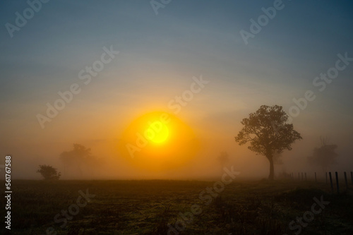 A beautiful sunrise behind the large trees in spring with mist.Big tree silhouette with sun shining through. Springtime scenery of africa savannah field.Soft focus.