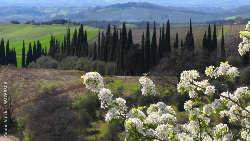 Beautiful Tuscan landscape in spring season near Siena with flowering tree on foreground and cypress trees on background. Italy