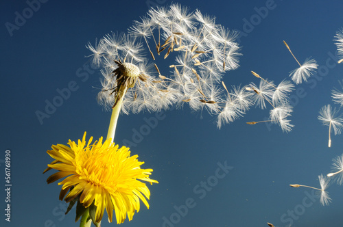 Dandelion seeds blowing in the wind