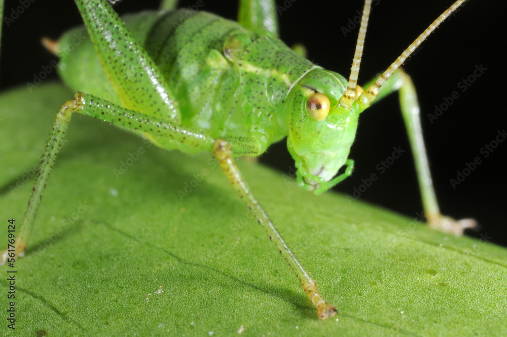 Speckled bush Cricket (Leptophyes puctatissima) on leaf Speckled bush Cricket (Leptophyes puctatissima) on leaf